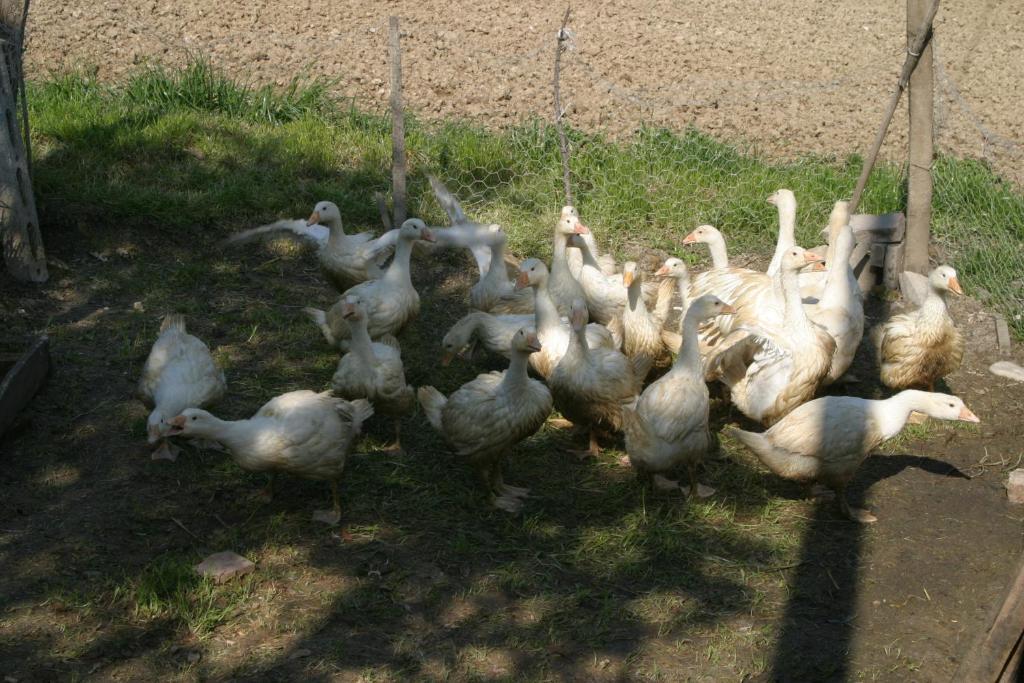 Agriturismo Vecchio Gelso Ortezzano Zewnętrze zdjęcie